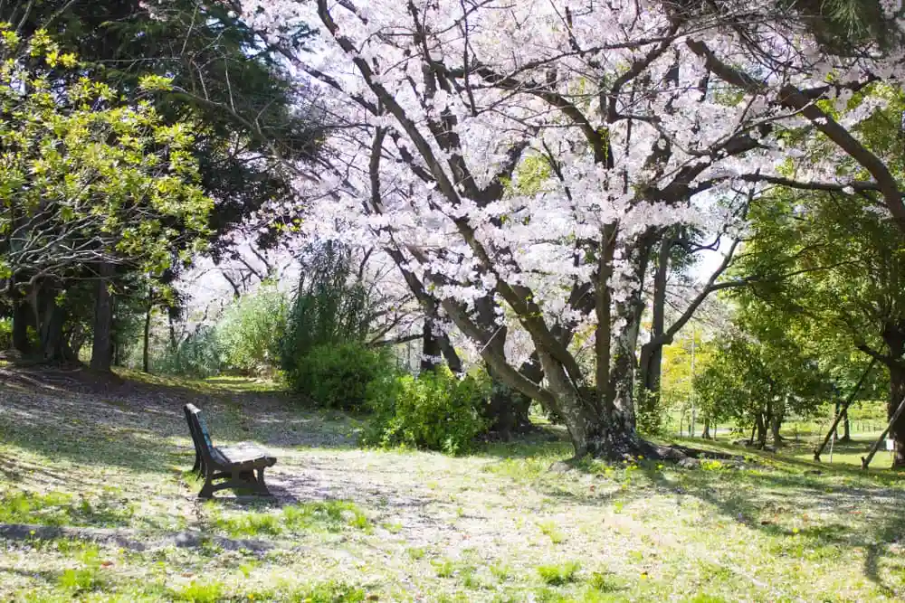 Cherry Blossoms Bloom Park Mississauga