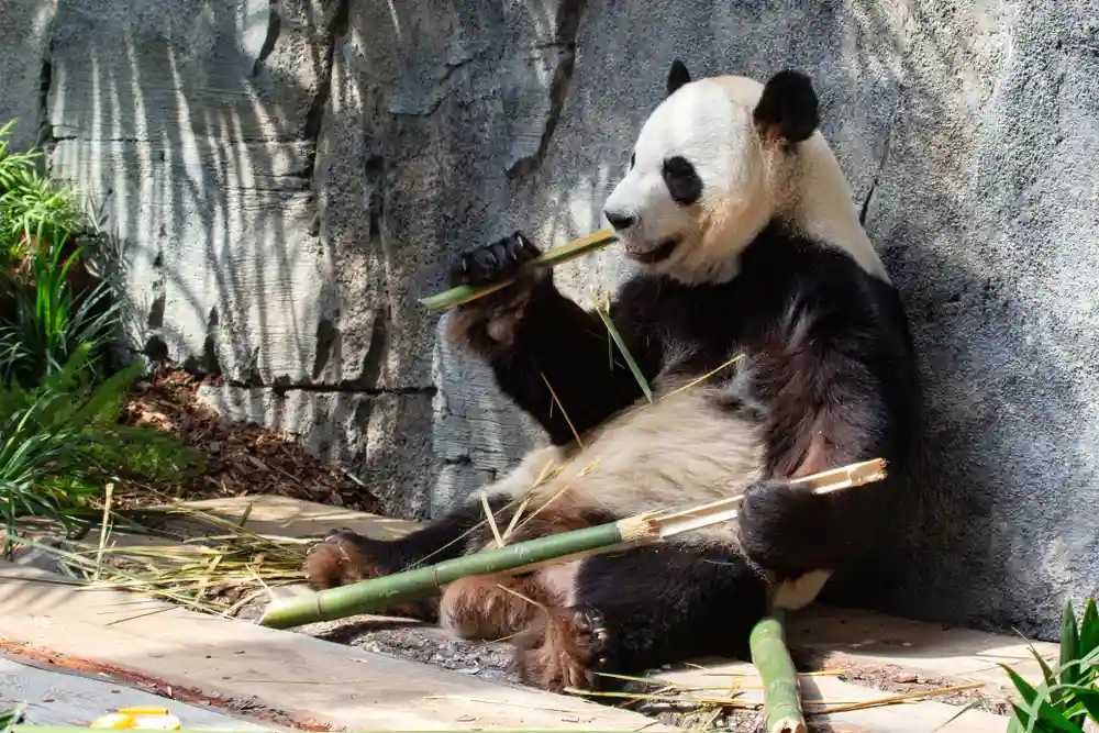 Panda In Calgary Zoo