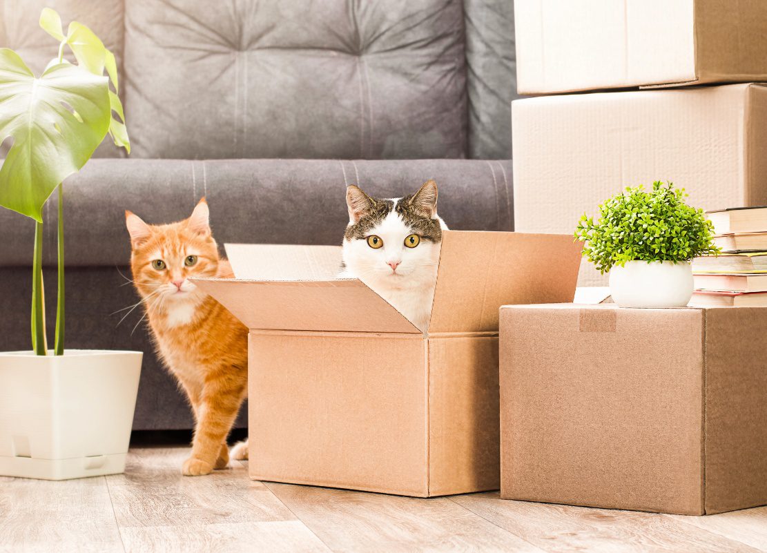 Two cats sitting among cardboard moving boxes and household items during a move.